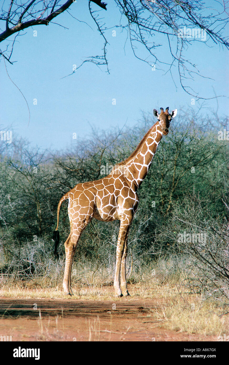 Giraffe réticulée de la réserve nationale de Samburu, Kenya Banque D'Images