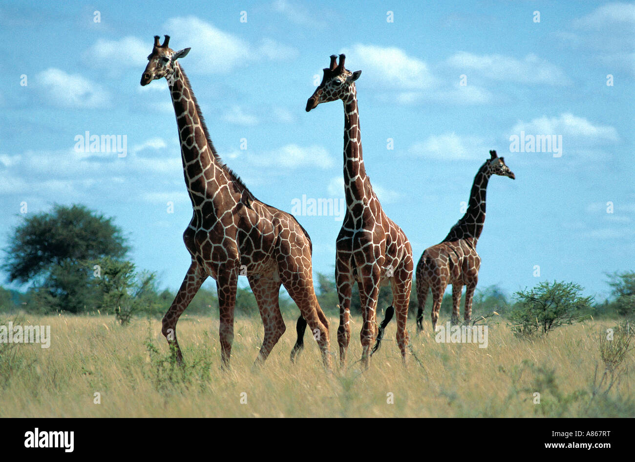 Trois giraffe réticulée Parc National de Meru au Kenya Banque D'Images