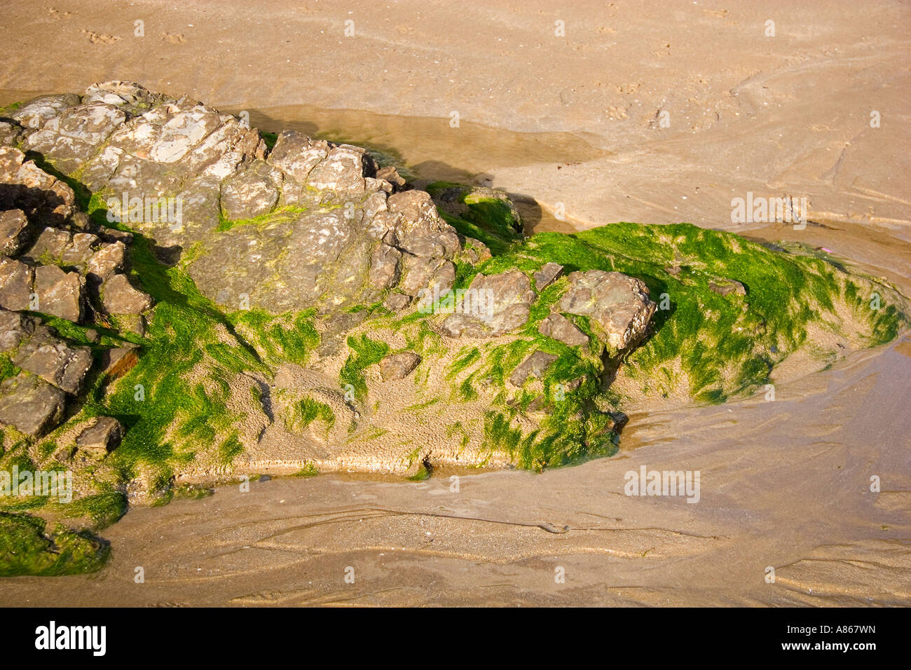 Rock avec des algues à marée basse sur la plage de Broadhaven Wales Banque D'Images