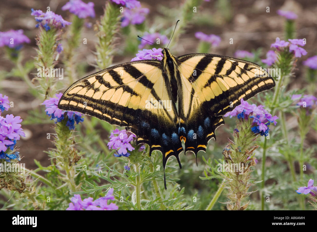 Two-Tailed multicaudata Papilio machaon adulte sur Prairie Verveine Verveine bipinnatifida Uvalde County Texas Hill Country Banque D'Images