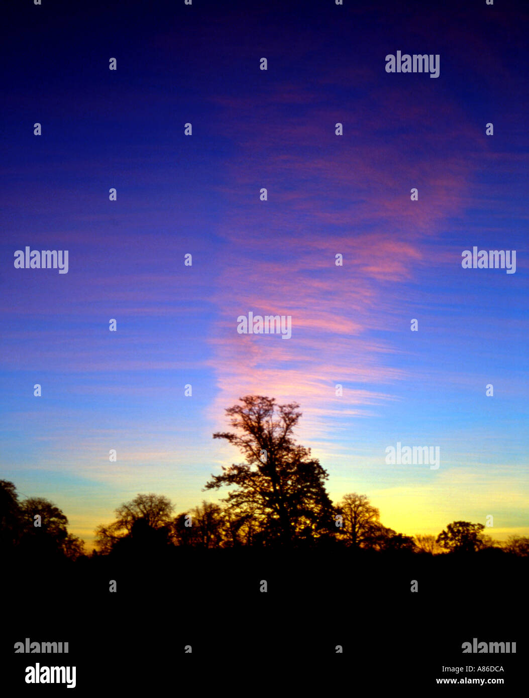 Silhouette d'arbres coucher du soleil Ciel bleu ciel nuage nuages altostratus Banque D'Images