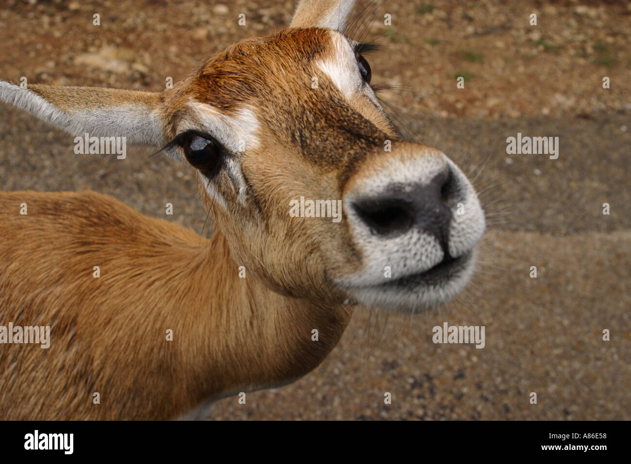 Antilope Blackbuck immatures Banque D'Images