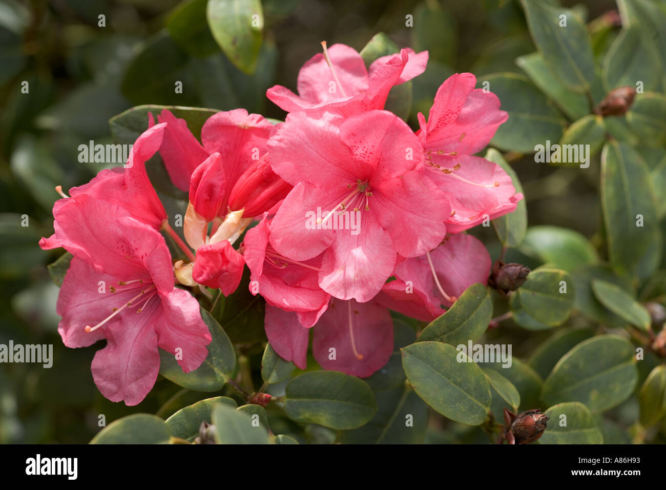 Rhododendron Wilgens Surprise Banque D'Images