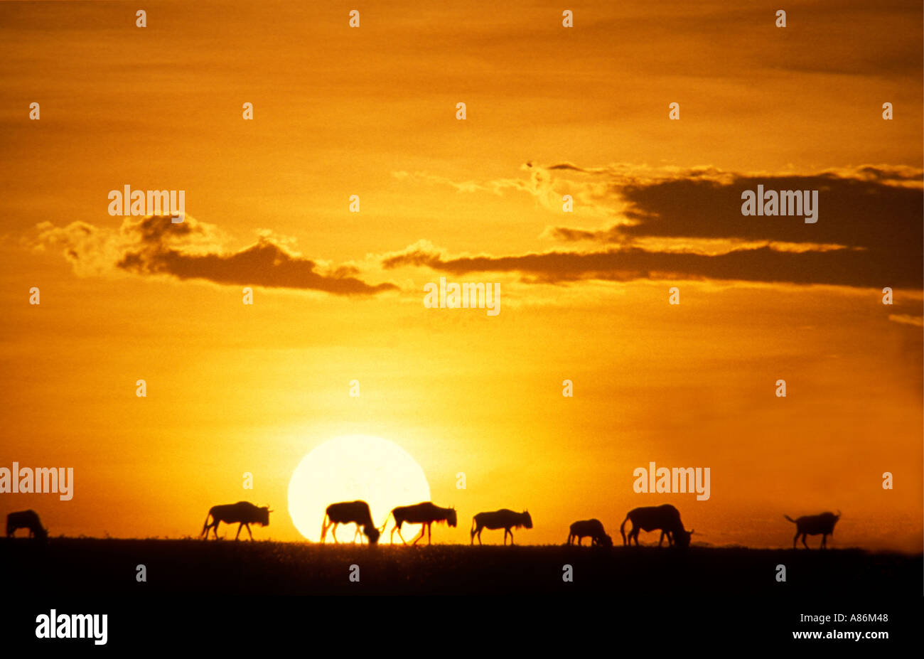 Une longue ligne de gnous silhouette sur le coucher du soleil dans la réserve nationale de Masai Mara au Kenya Afrique de l'Est Banque D'Images