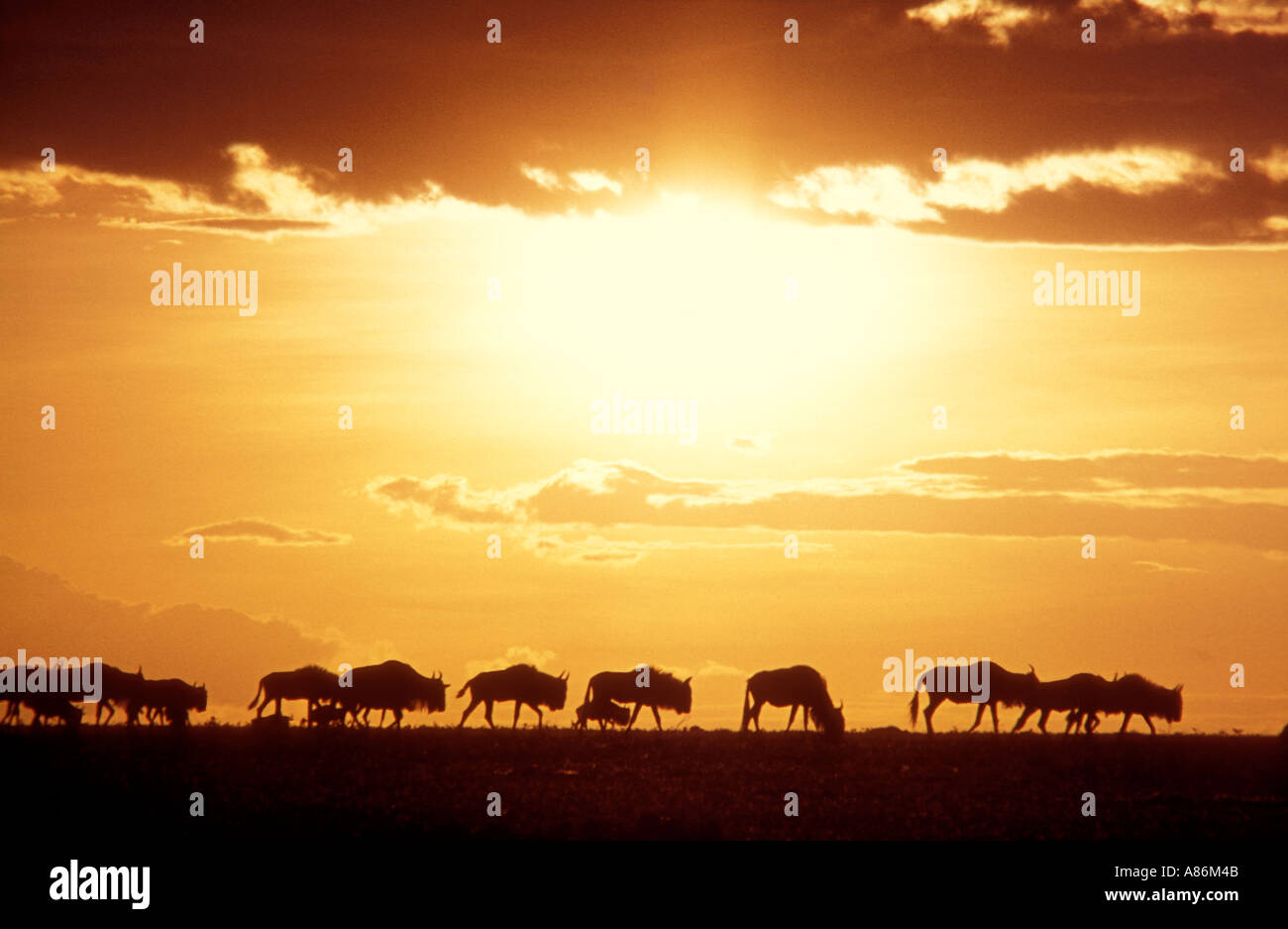 Une longue ligne de gnous silhouette sur le coucher du soleil dans la réserve nationale de Masai Mara au Kenya Afrique de l'Est Banque D'Images