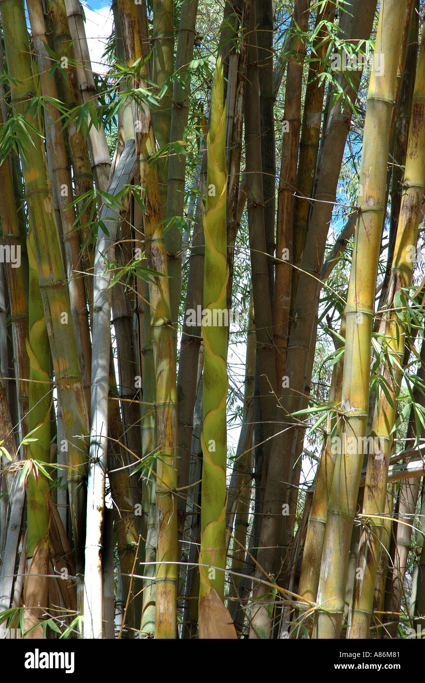 Bambusa balcooa Baluka bambou géant Baalki borak interdit Loo Banque D'Images