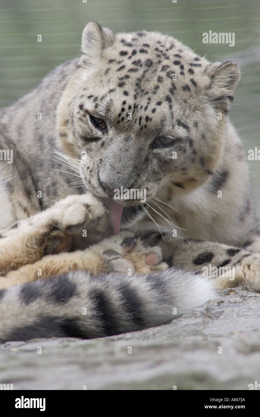SNOW LEOPARD LICKING PAWS Banque D'Images