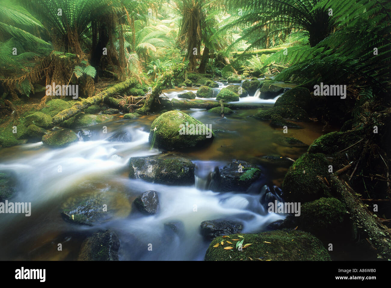 Petit ruisseau passant de fougères et de la mousse à St Columba en Tasmanie Banque D'Images