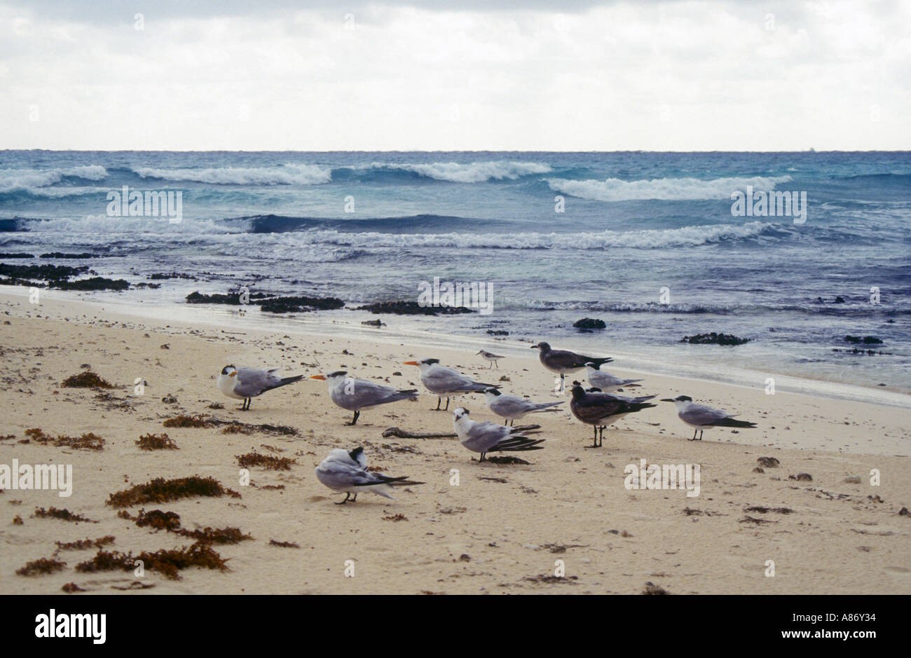 Les mouettes à la plage au Yucatan Banque D'Images