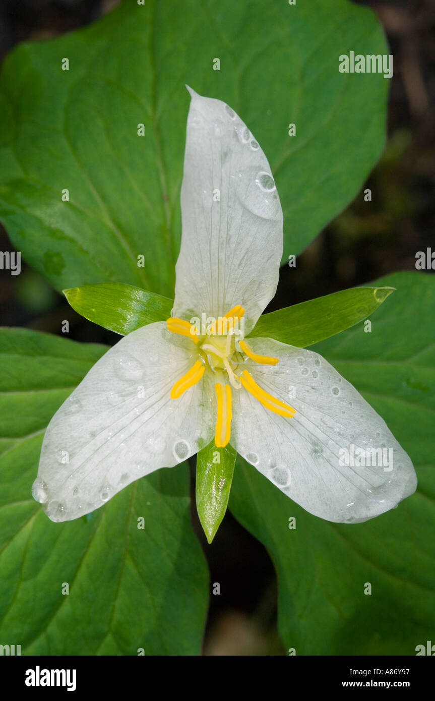 Trillium ovatum Trillium (ouest) après la pluie Cascade-Siskiyou National Monument, montagnes Siskiyou, le sud de l'Oregon, peut Banque D'Images