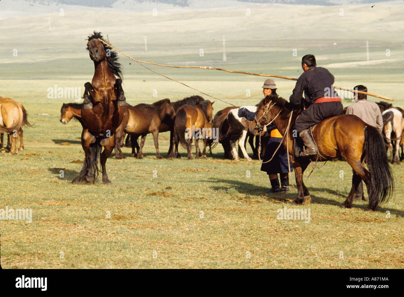 La Mongolie un étalon d'être pris avec l'Urga traditionnel dans la province de Bulgan lasso Banque D'Images
