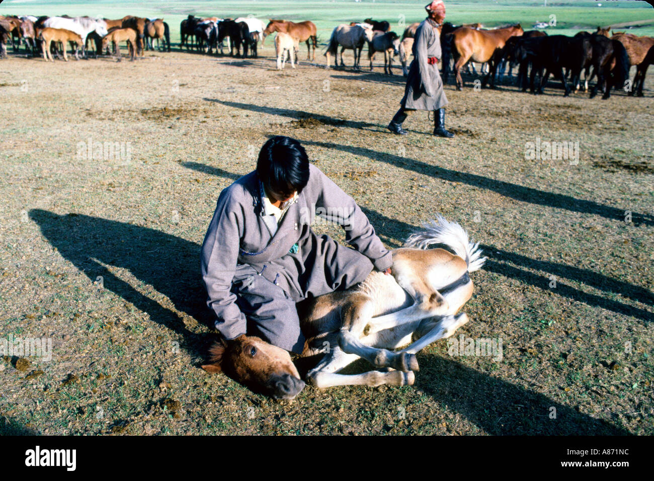 La Mongolie séparant les poulains de mares les poulains sont pris et lié Bulgan province Banque D'Images
