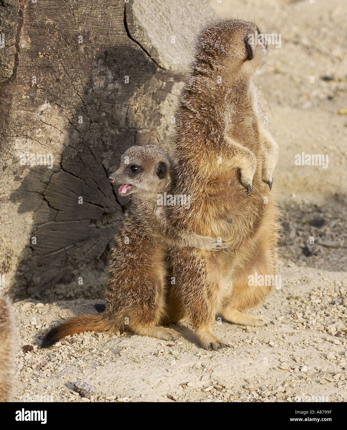 Meerkat Suricata suricatta Banque D'Images