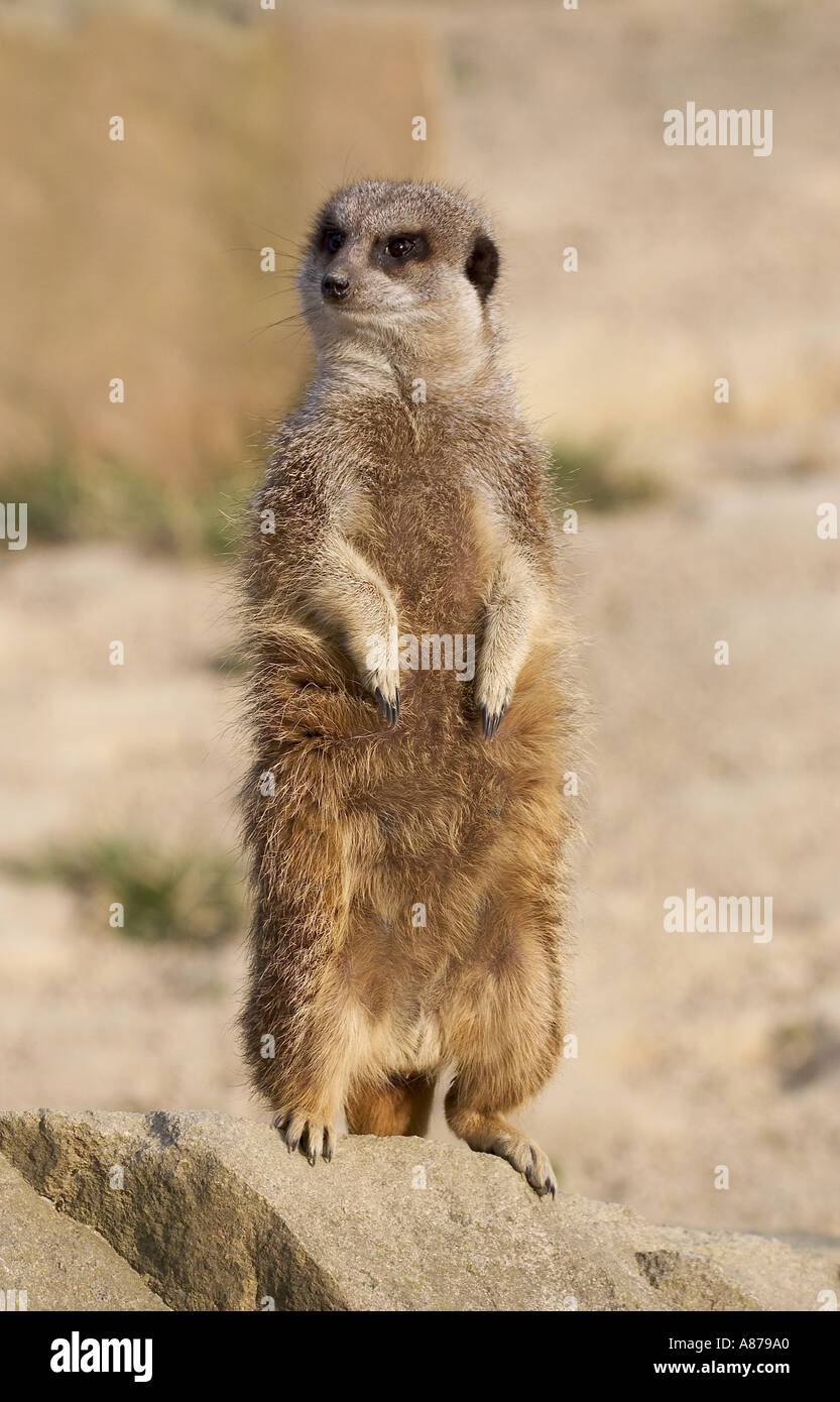 Meerkat Suricata suricatta Banque D'Images