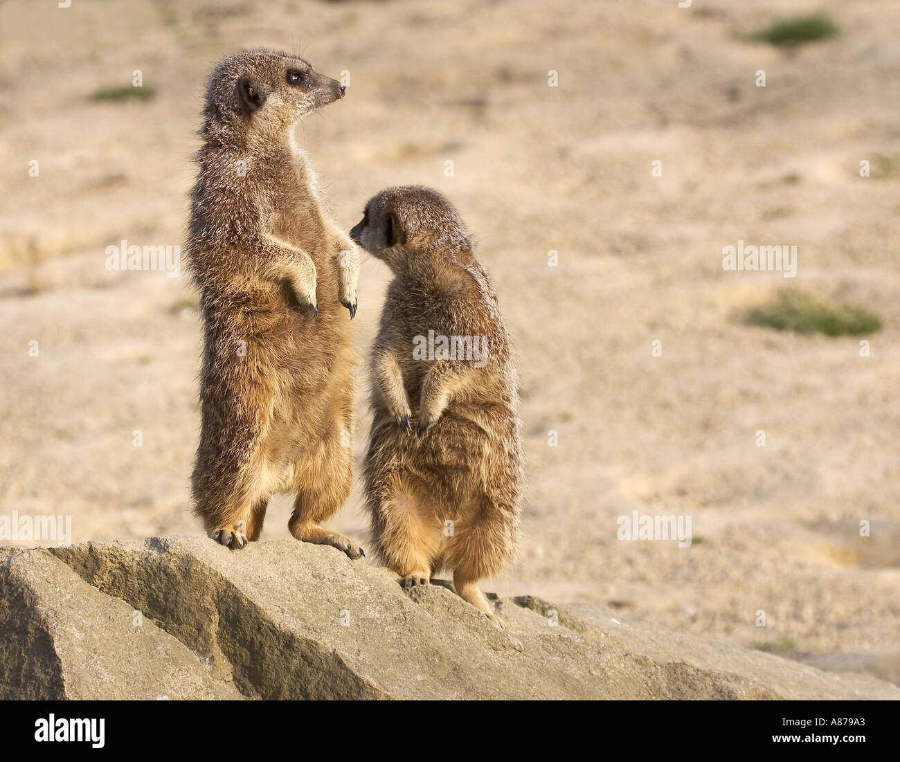 Les suricates Suricata suricatta Banque D'Images