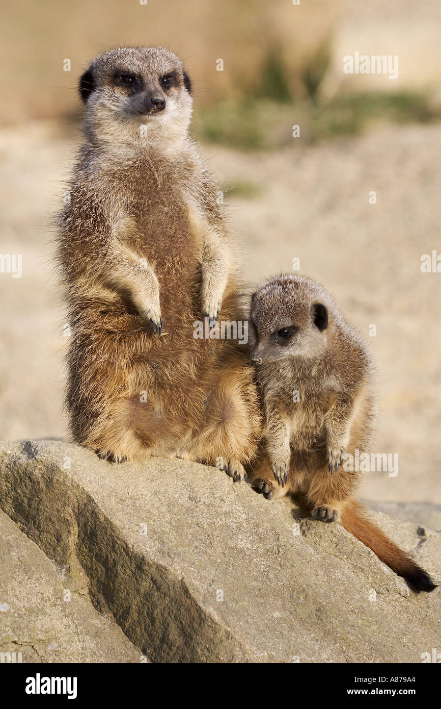 Meerkat Suricata suricatta Banque D'Images