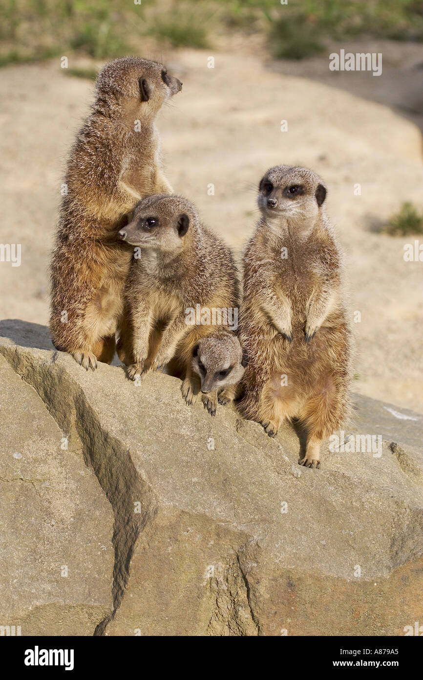 Meerkat Suricata suricatta Banque D'Images
