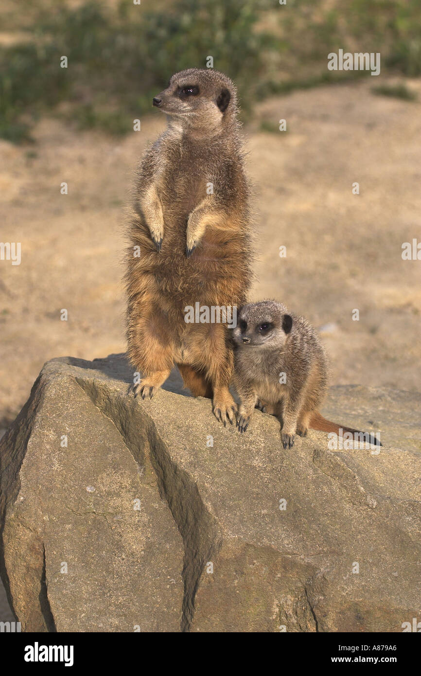 Meerkat Suricata suricatta Banque D'Images