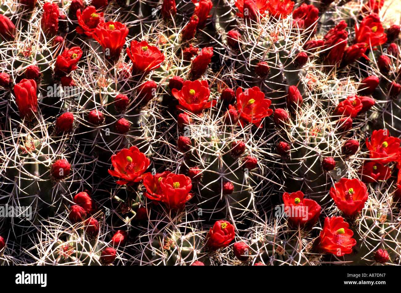 Dessert rose Joshua Tree National Park,Red Rose United States of America American Banque D'Images Dessert rose Joshua Tree National Park,Red Rose United States of America American Banque D'Images
