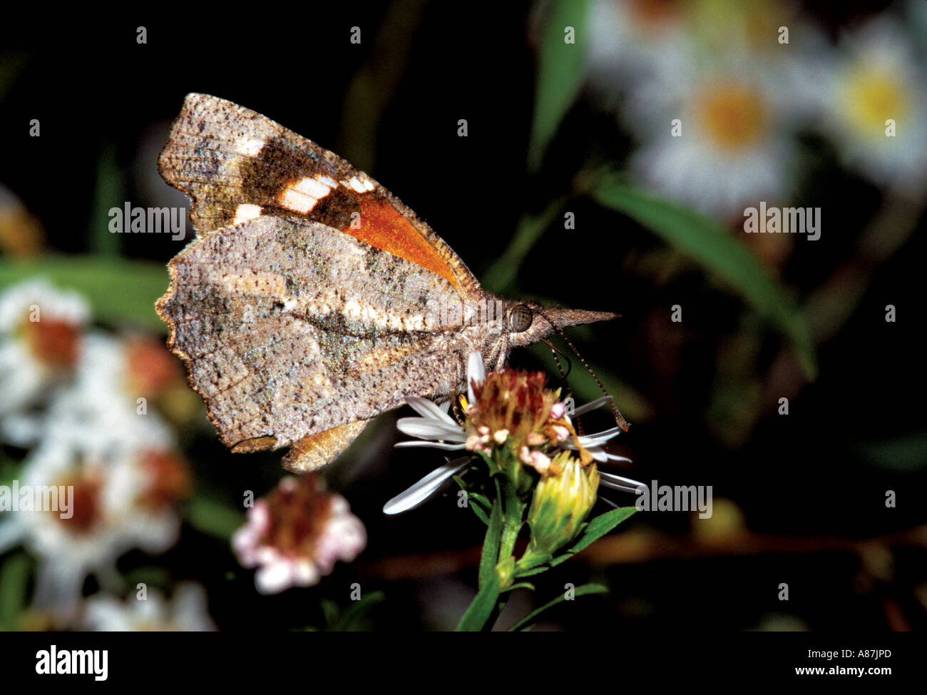 Américain museau Banque D'Images