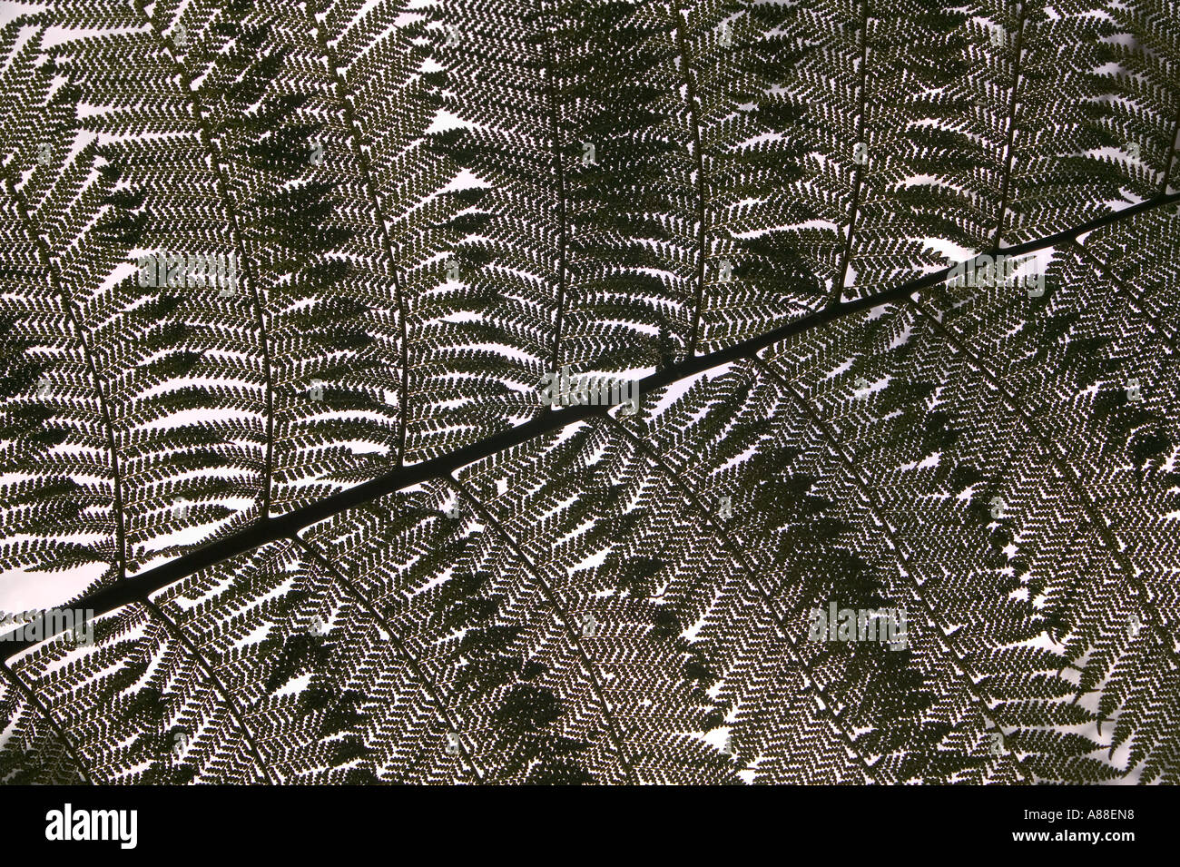 Un arbre Feuilles de fougère Banque D'Images
