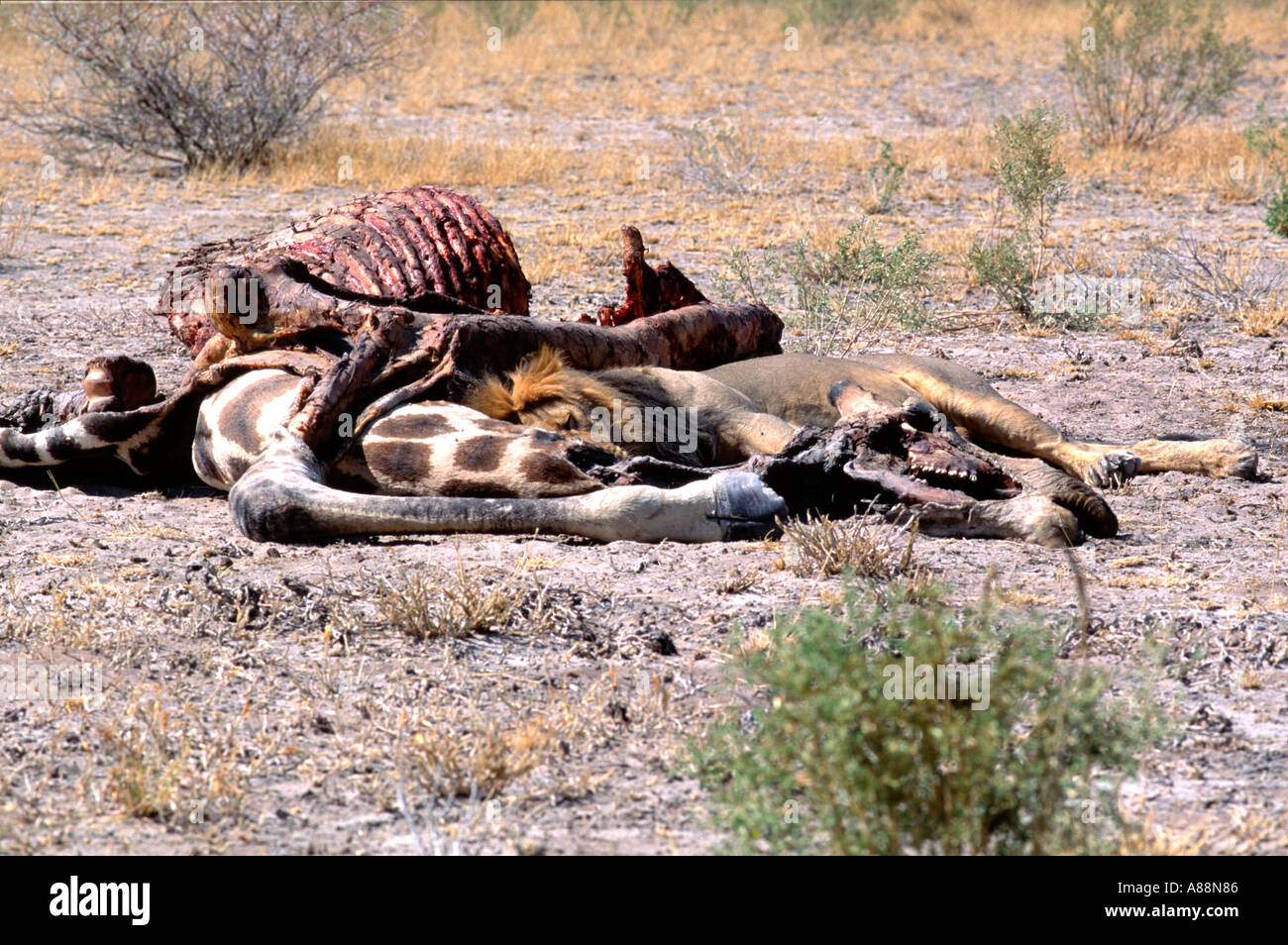 L'intérieur de la carcasse du lion girafe Banque D'Images