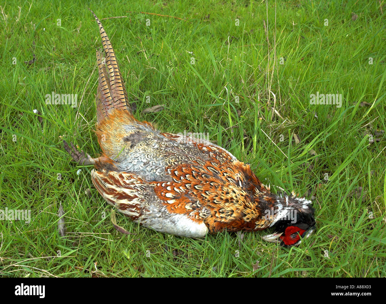 Faisan mort Banque D'Images