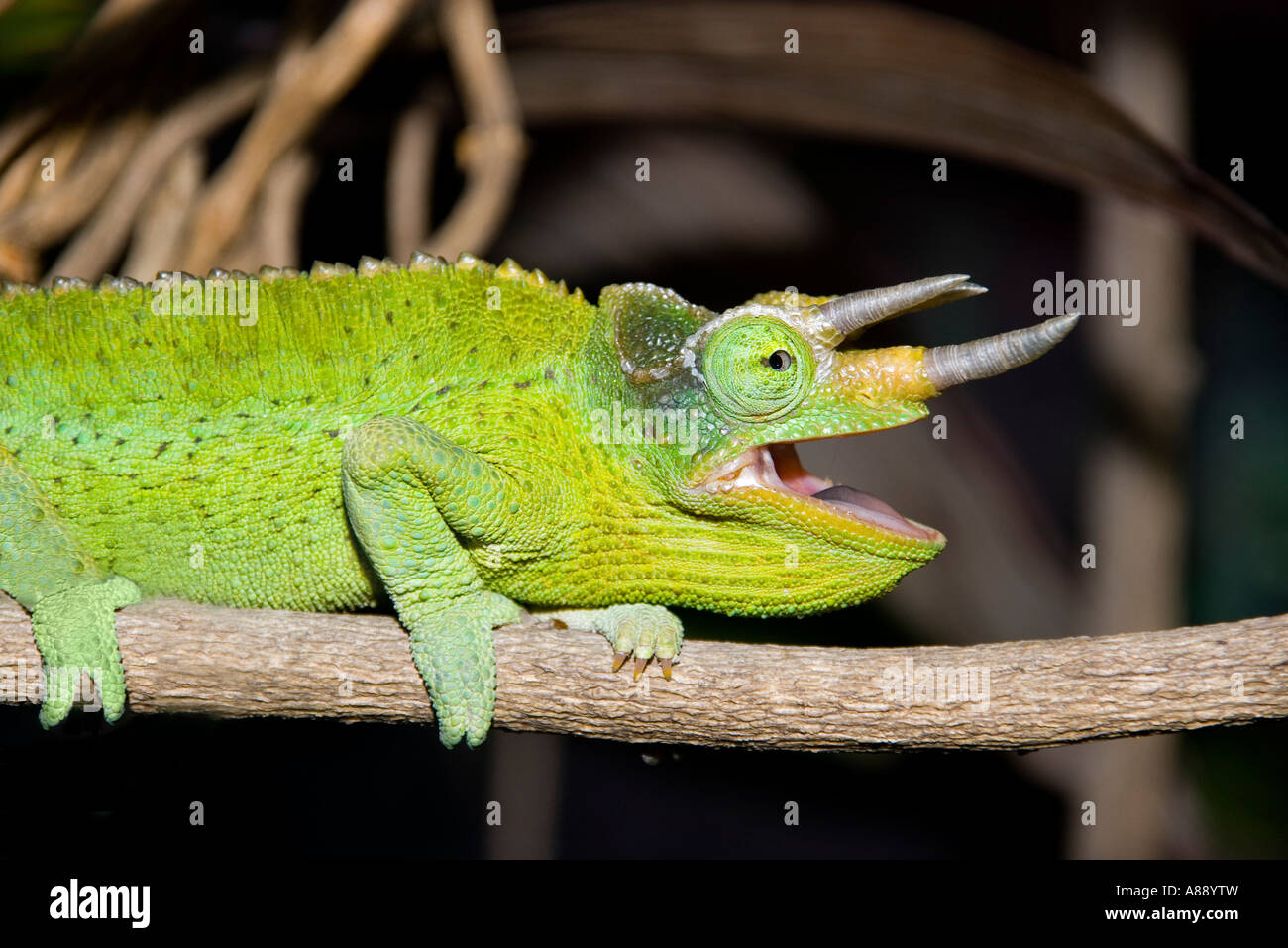 Trois incroyables Horned Jackson's Chameleon Banque D'Images