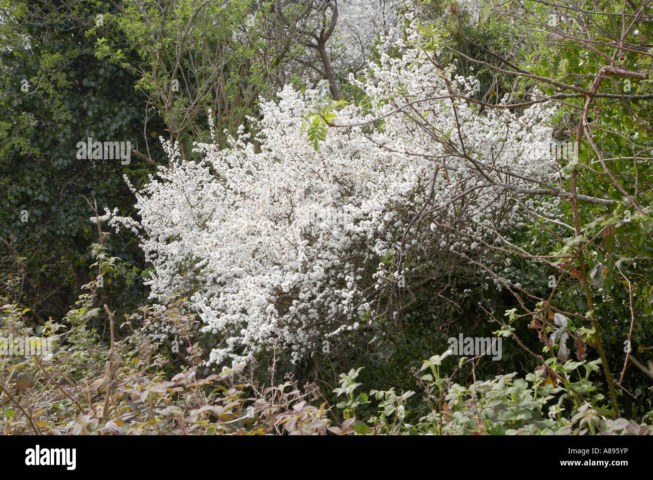 Prunellier fleur de printemps avec Bush Banque D'Images