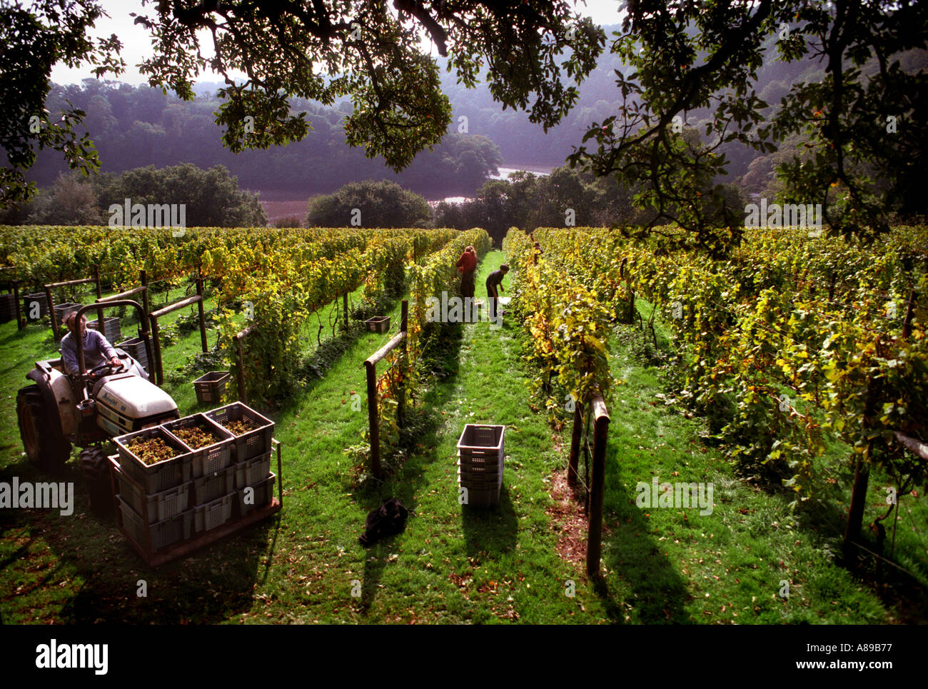 Cueillette du raisin à Sharpham ferme vigneronne Ashprington près de Devon Totnes Banque D'Images