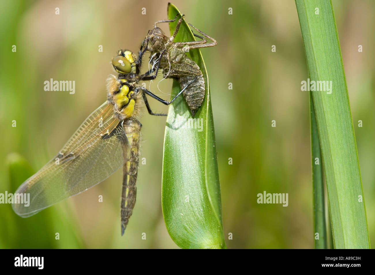 Les jeunes (Libellula Libellula depressa) peu après l'éclosion hors de sa peau larve Banque D'Images