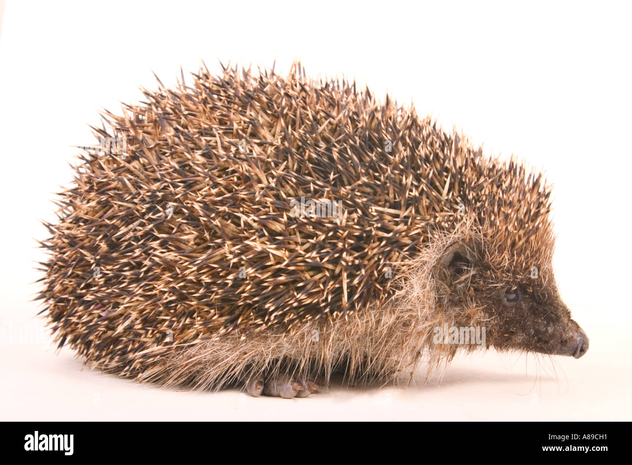 Hérisson (Erinaceus europaeus) Banque D'Images