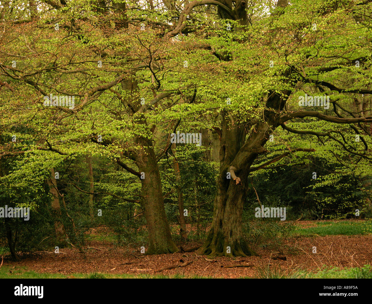 Super Cookshall Woods au printemps West Wycombe Royaume Uni Banque D'Images
