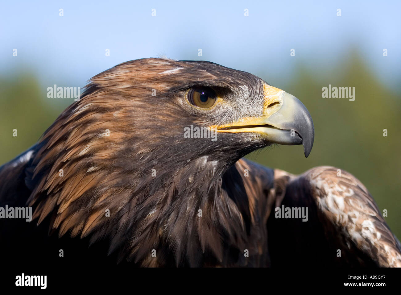 Tête portrait d'un Aigle royal Banque D'Images