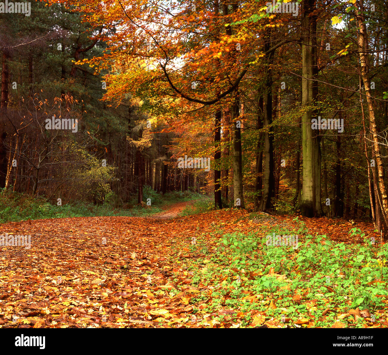 L'automne à Delamere Forest, Cheshire, England, UK Banque D'Images