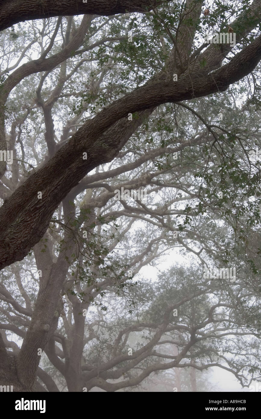 Du brouillard en chênes vivent sur Venise de l'Ouest Floride Venise Ave Banque D'Images