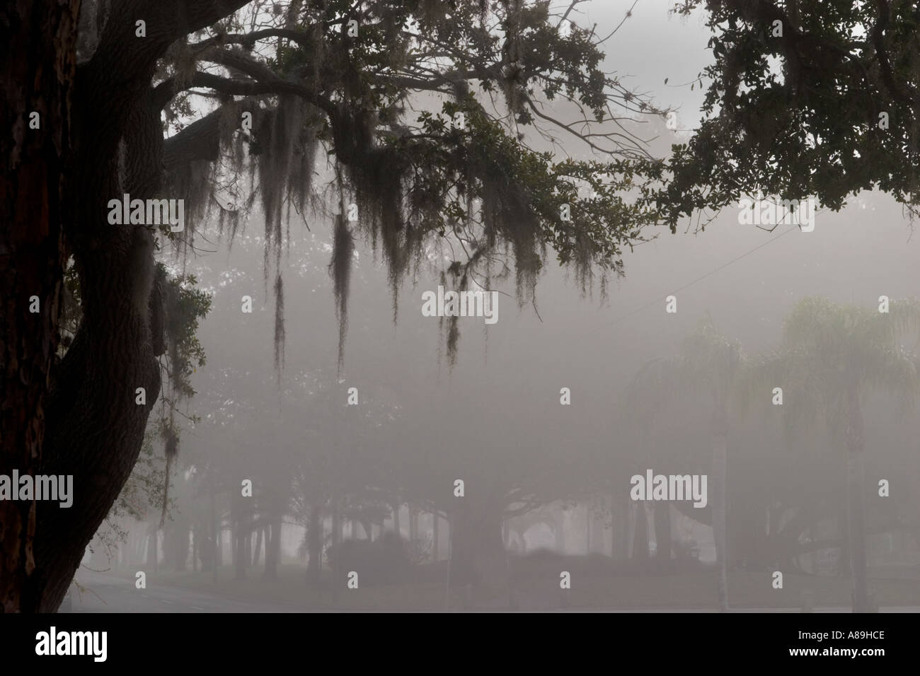 Du brouillard en chênes vivent sur Venise de l'Ouest Floride Venise Ave Banque D'Images