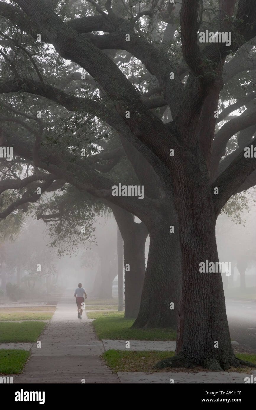 Man jogging dans le brouillard sous chênes vivent sur Venise de l'Ouest Floride Venise Ave Banque D'Images
