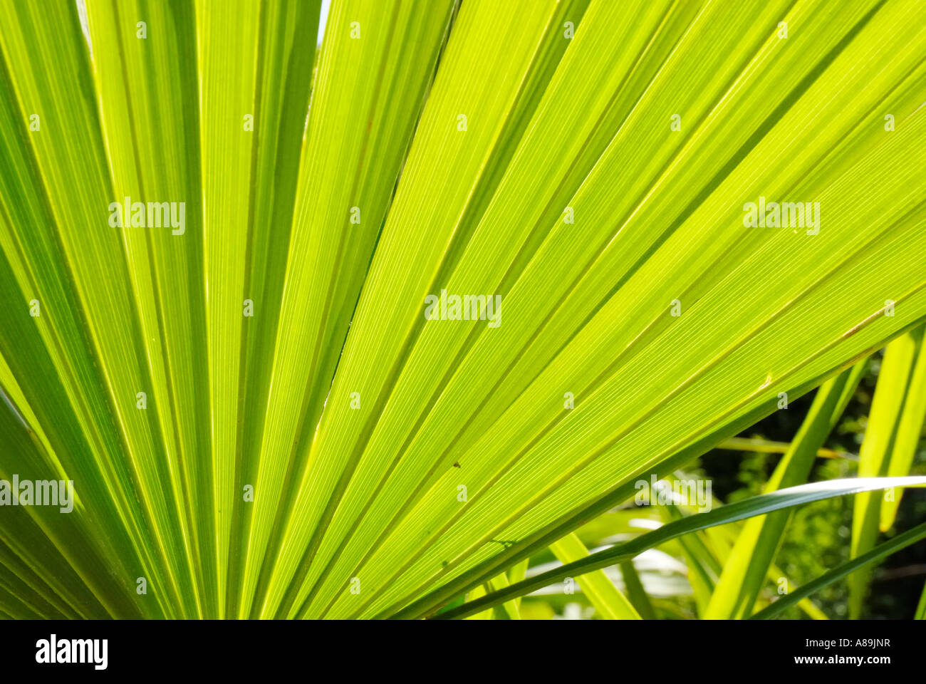 Feuilles de palmier chanvre chinois, Trachycarpus fortunei, Arecaeae en contre-jour Banque D'Images