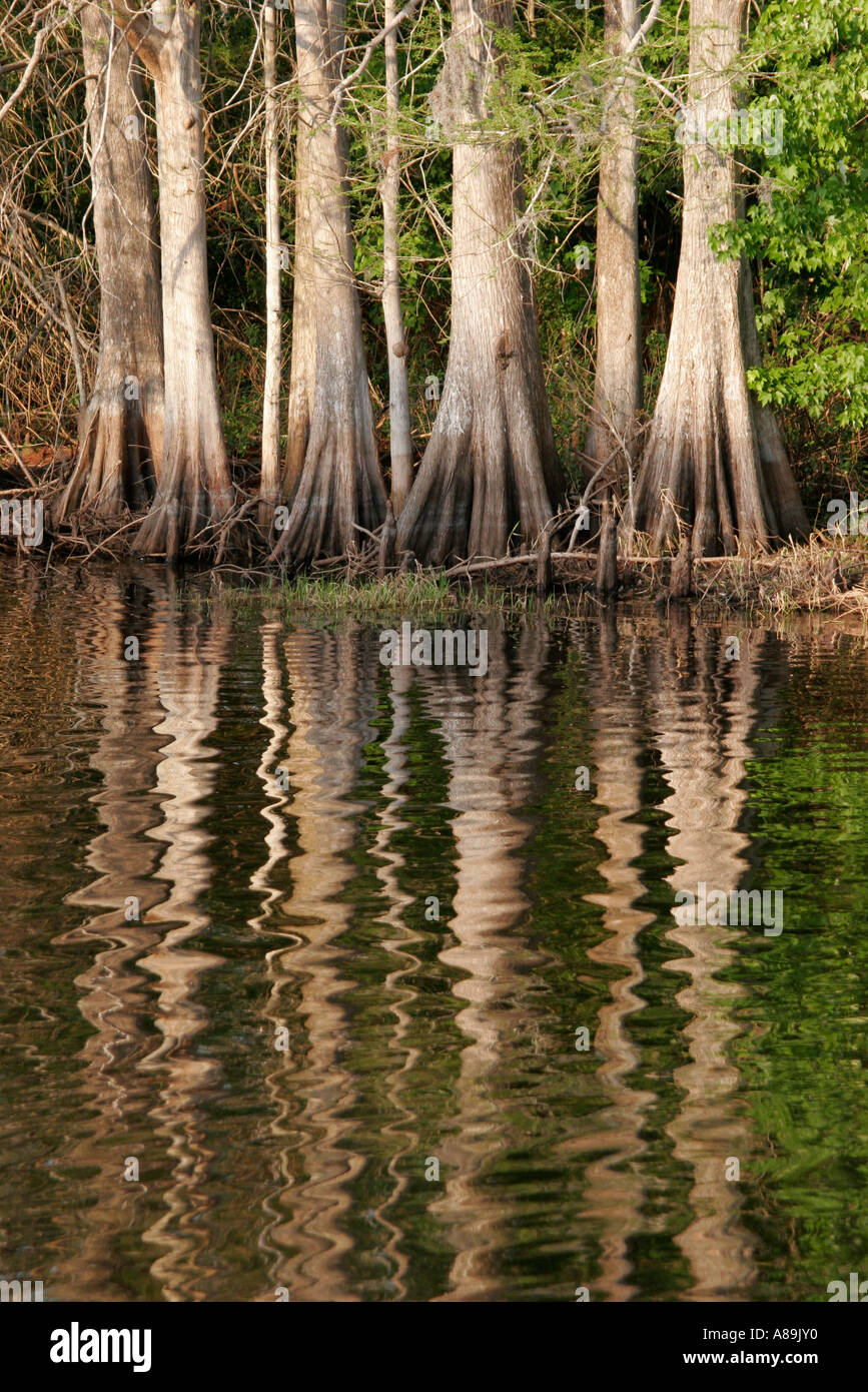 Lac Wales Floride, Kissimmee River Water Camp Mack River Water Resort, cyprès arbres, réflexion, les visiteurs voyage voyage visite touristique site touristique Banque D'Images