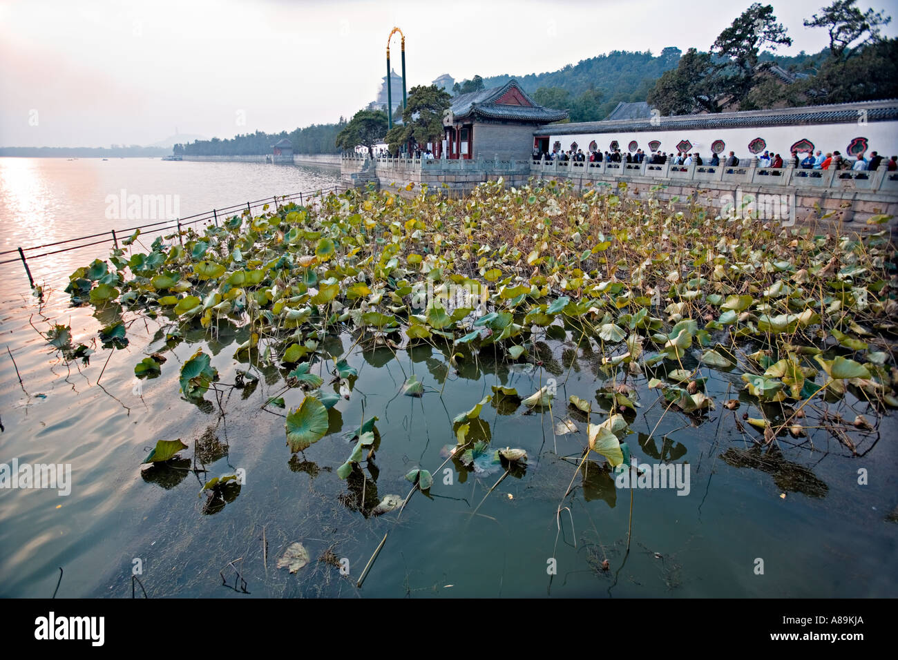 BEIJING CHINE plantes Lotus au coucher du soleil sur le Lac de Kunming avec la longue galerie Banque D'Images