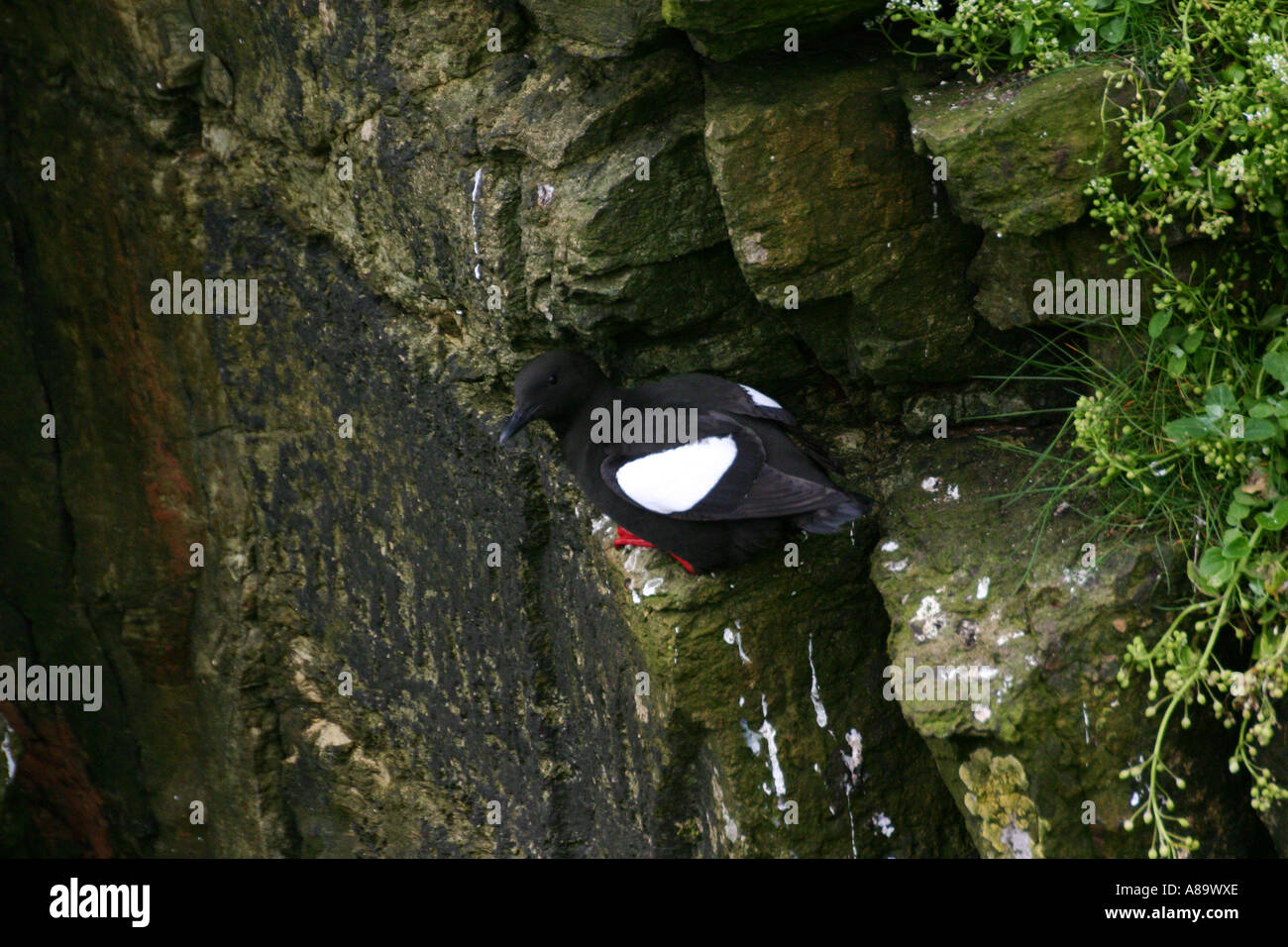 Guillemot à Marwick Head dans la partie continentale de la réserve RSPB Orkney Banque D'Images