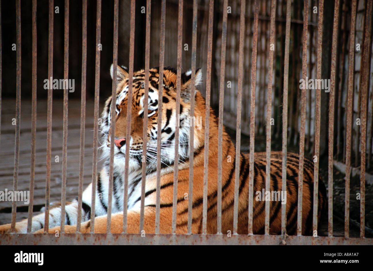 Tigre en cage Banque D'Images