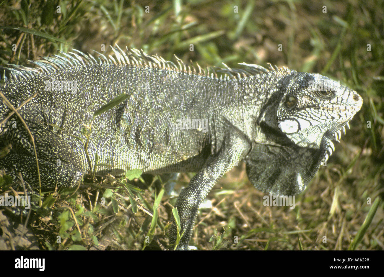 Iguana au Brésil Rio Negro Photo Stock - Alamy