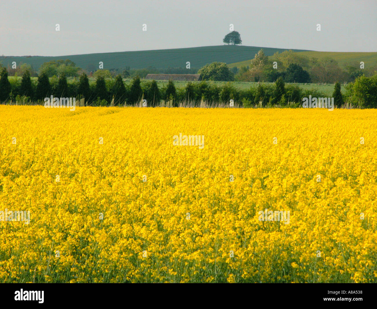 Groupe d'arbres sur la colline près de Wittenham Oxfordshire Royaume-Uni Banque D'Images