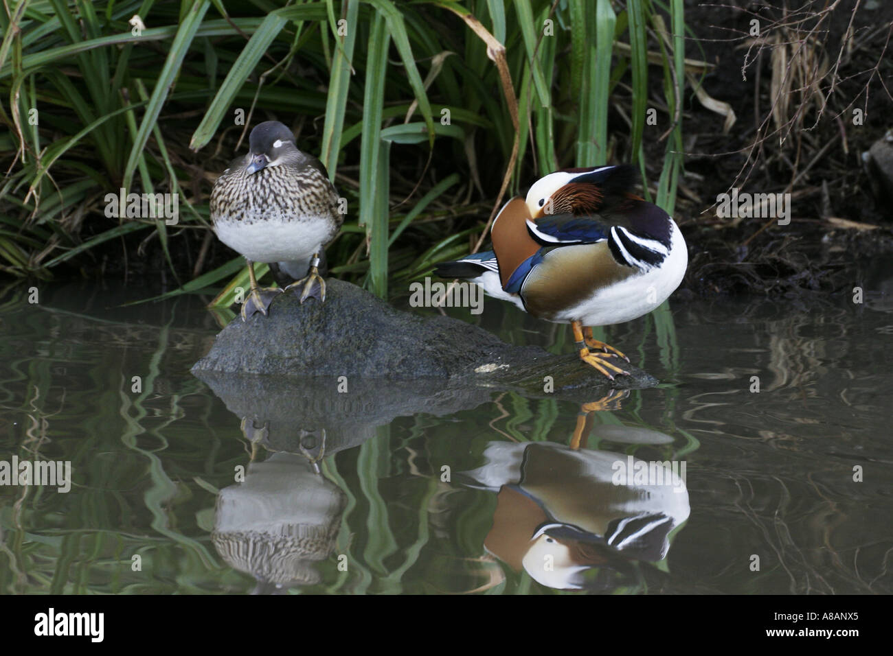 Canards mandarins, Aix sponsa, sont originaire d'Asie, mais maintenant se reproduisent dans la nature en Grande-Bretagne Banque D'Images