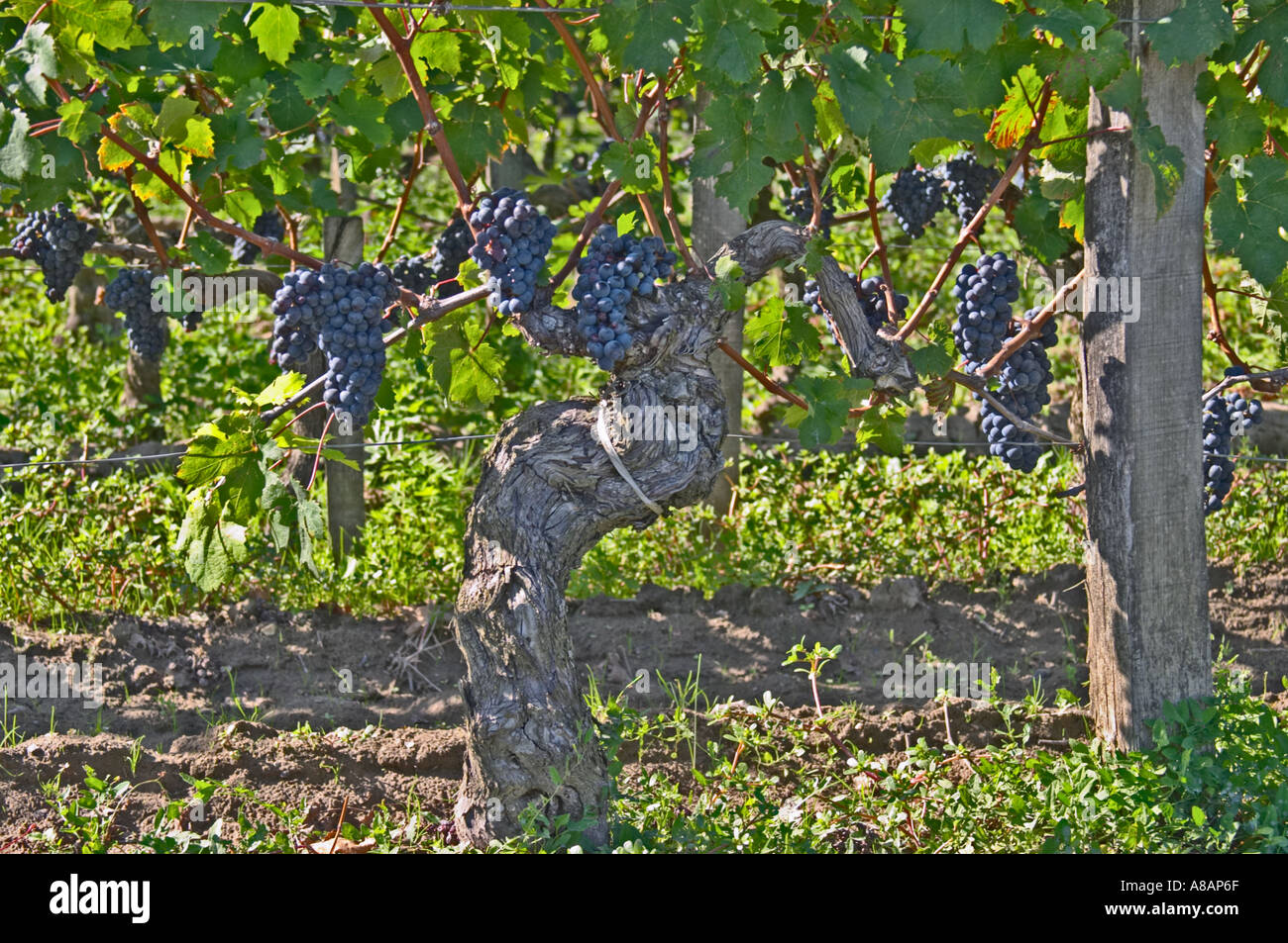 Grappes de raisins mûrs et de vignes de Cabernet Franc plantées à l'entrée - Château Grand Mayne, Saint Emilion, Bordeaux Banque D'Images