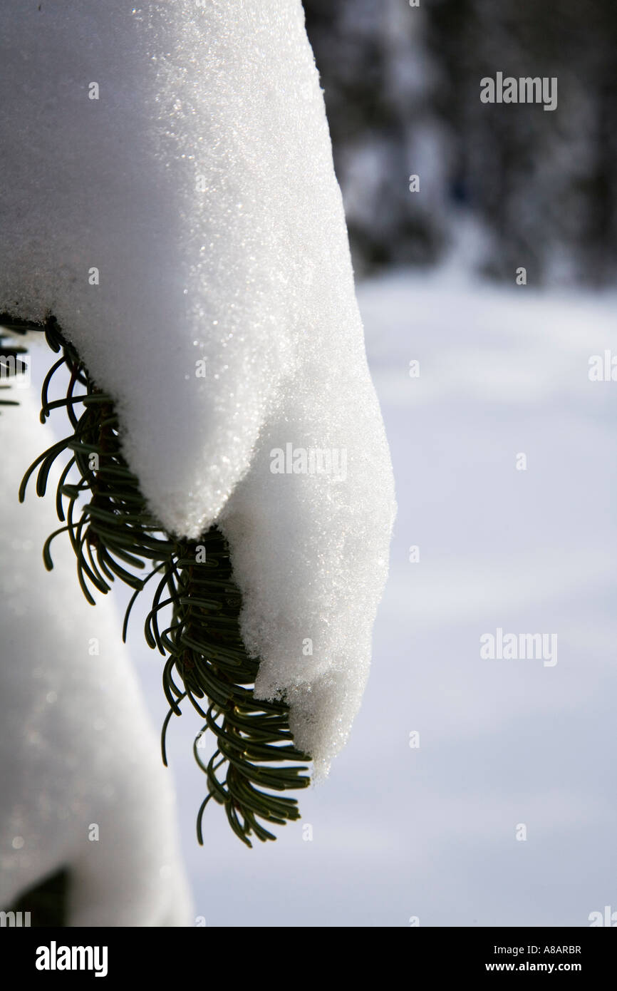 PINE TREE couvert de neige le long de la piste de ski à la station de ski de HOODOO près du col McKenzie SOEURS OREGON Banque D'Images