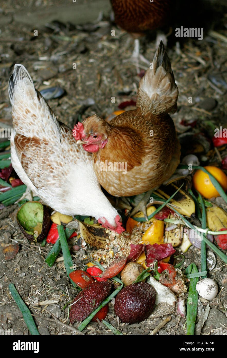 Poules avec prise de maison déchets organiques Banque D'Images