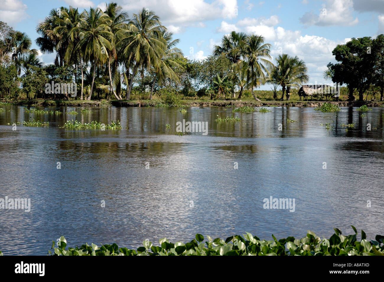 L'Orinoco delta, bordé de palmiers et corrigés par les infestations de la jacinthe d'eau Banque D'Images